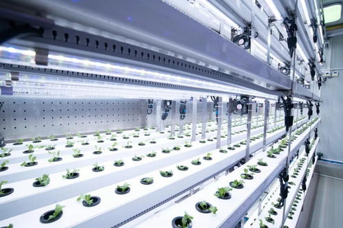 新農(nóng)人的求索 既要種菜，也要種錢(qián)——信息科技賦能現(xiàn)代農(nóng)業(yè)新路徑